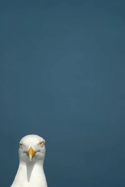 Malerischer Blick Auf Schöne Süße Möwe Vogel — Stockfoto