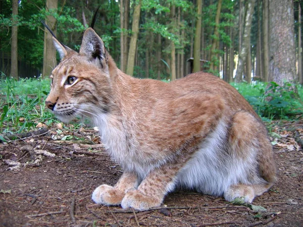 Ryś Dzikie Zwierzę Przyrodzie Duży Kot — Zdjęcie stockowe