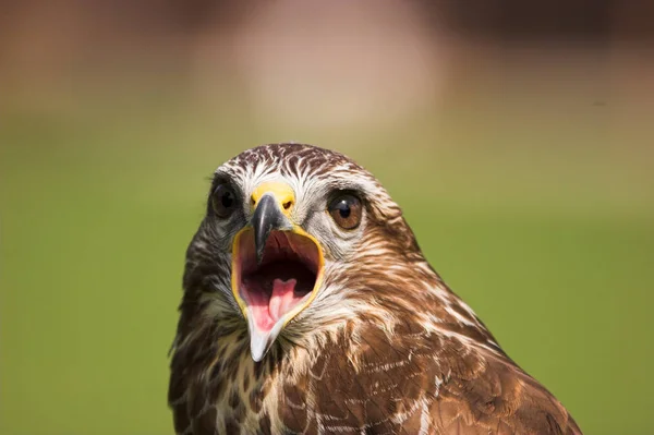 Vue Panoramique Sur Majestueux Prédateur Buzzard — Photo