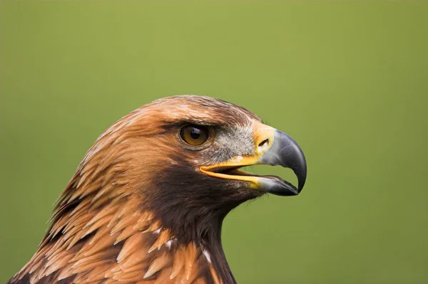 Vue Panoramique Bel Oiseau Nature — Photo