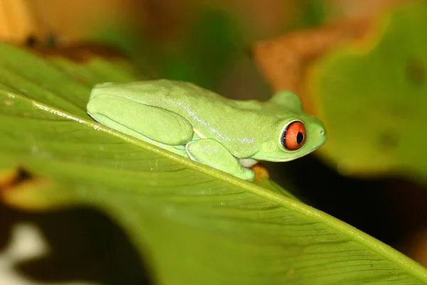 Amphibian Animal Wild Frog — Stock Photo, Image