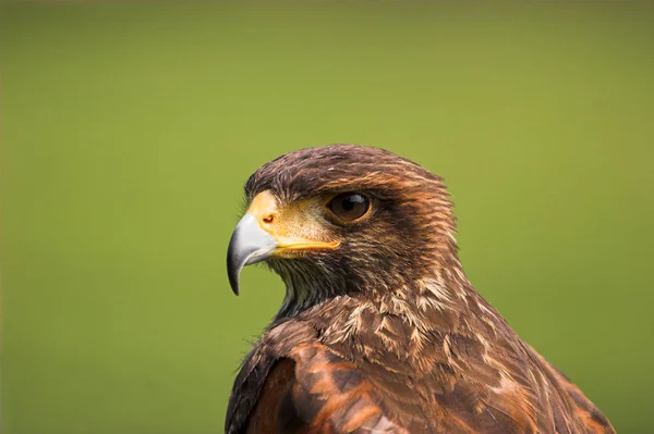 Vue Panoramique Sur Majestueux Prédateur Buzzard — Photo