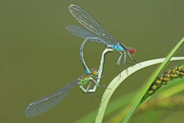 Par Eritromicas Eritromicas Grandes Najas Posición Típica Maduración Forma Corazón —  Fotos de Stock