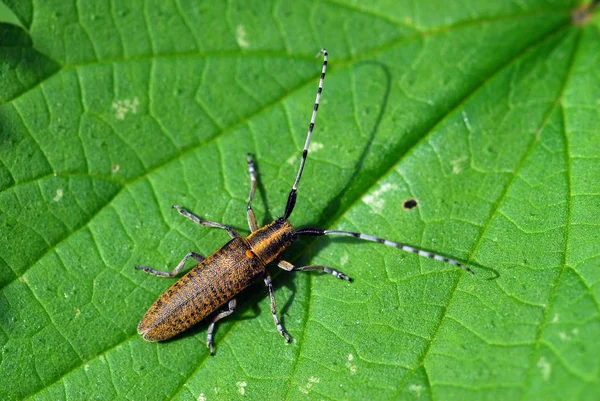 Närbild Insekter Vild Natur — Stockfoto