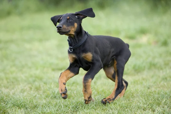 Yavru Köpek Içinde Genç Bir Doberman — Stok fotoğraf