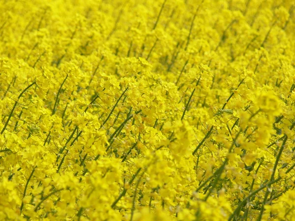 Landbouw Koolzaad Veld Gele Planten — Stockfoto