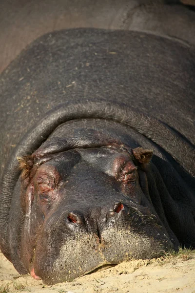 Mamíferos Hipopótamos Animales Hipopótamos —  Fotos de Stock