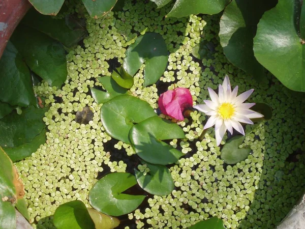 Güzel Zambak Çiçeğinin Yakın Görüntüsü — Stok fotoğraf