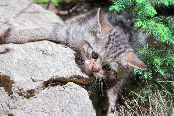 Wildcat Felis Silvestris Cub — Stock Photo, Image