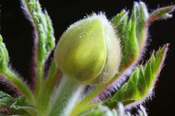 Piękne Botaniczne Ujęcie Naturalna Tapeta — Zdjęcie stockowe