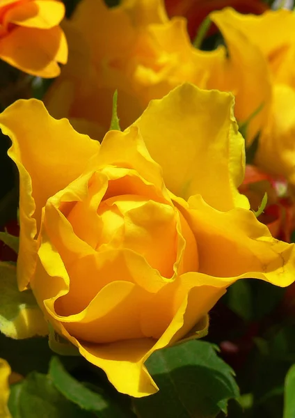 Gula Blommor Kronblad Flora Och Bladverk — Stockfoto