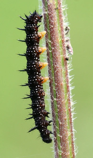Гусеничное Насекомое Мелкий Червяк — стоковое фото