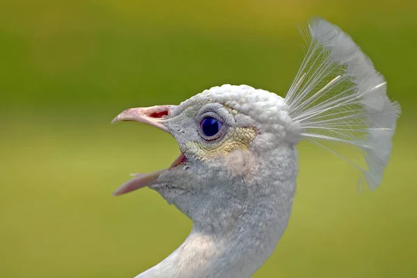 Witte Pauw Vogel Exotische Pauw — Stockfoto