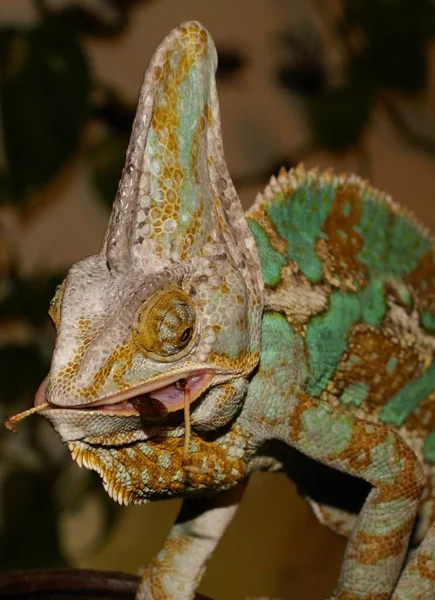 Хамелеон Рептилия Ящерица — стоковое фото