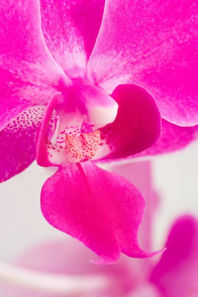 Красивые Орхидеи Цветочные Растения Лепестки Флоры — стоковое фото