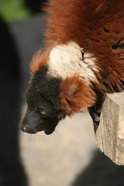 Nadir Lemurlar Hala Madagaskar Vardır — Stok fotoğraf