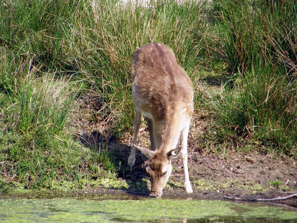 Kangaroo Animal Australian Mammal — Stock Photo, Image