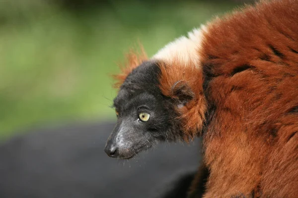 Ces Rares Lémuriens Sont Encore Disponibles Madagascar — Photo