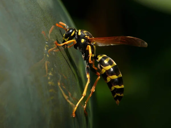 Vista Cerca Los Insectos Naturaleza — Foto de Stock