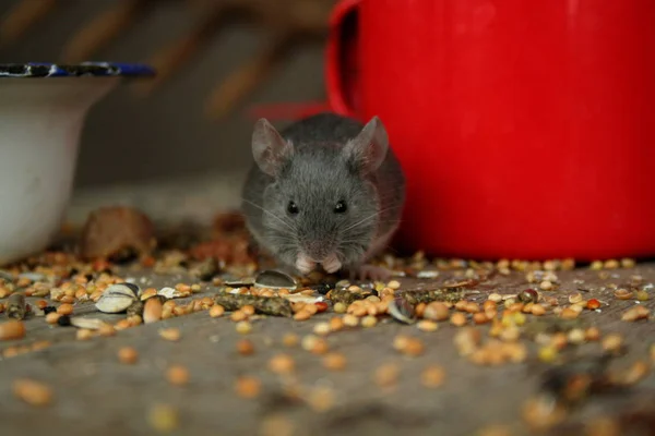 Szczur Pudełku — Zdjęcie stockowe