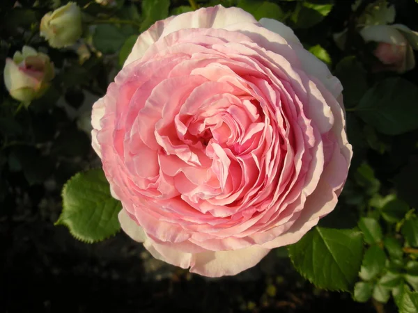 Rose Garden Tended Martina — Stock Photo, Image