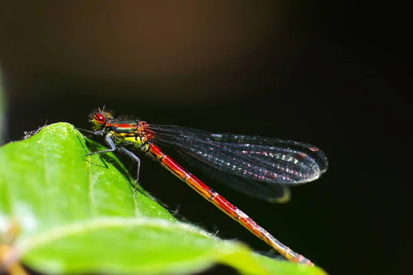 Vue Macro Rapprochée Insecte Libellule — Photo