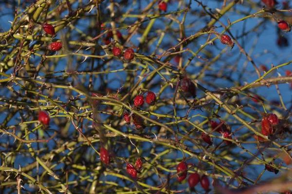 Hagebutten Rote Beeren — Stockfoto