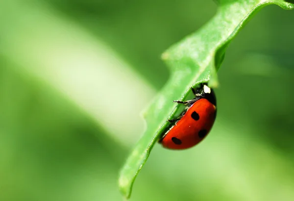 野生の自然界での虫の接近 — ストック写真