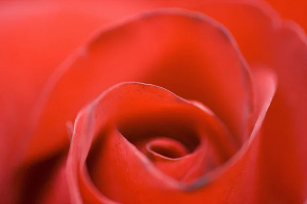 Rode Roos Bloemblaadjes Flora — Stockfoto