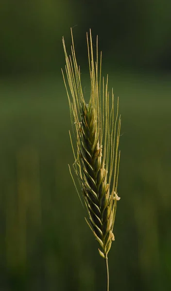 Культура Поле Растущей Кукурузой — стоковое фото