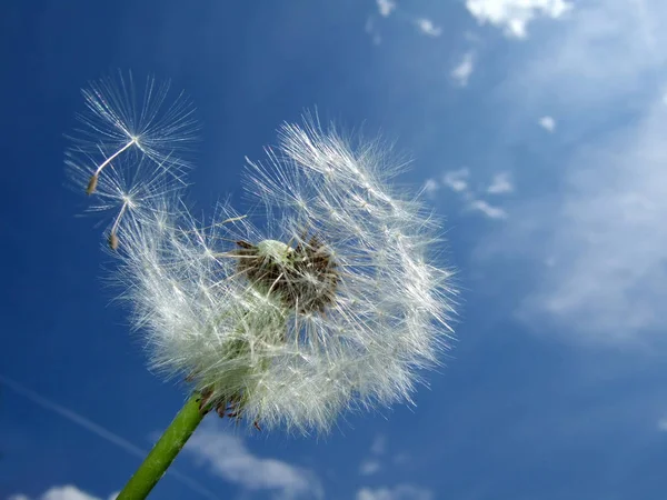 Löwenzahn Blauer Himmel Hintergrund — Stockfoto