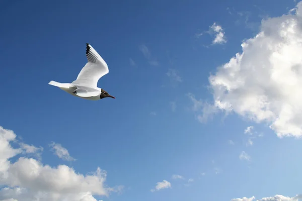 Scenic View Beautiful Cute Gull Bird — Stock Photo, Image