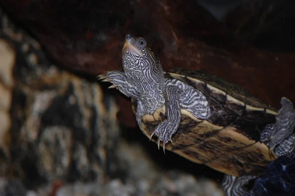 Lagarto Reptil Tropical — Foto de Stock