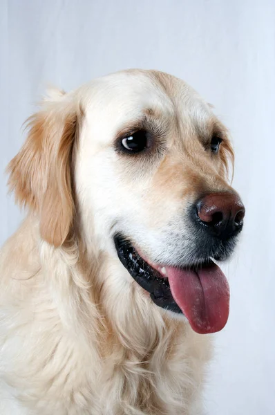 Golden Retriever Chien Isolé Sur Fond Blanc — Photo