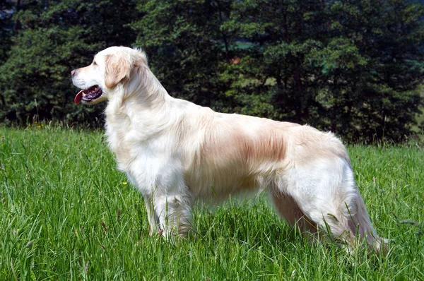 Golden Retriever Sur Meadow — Photo