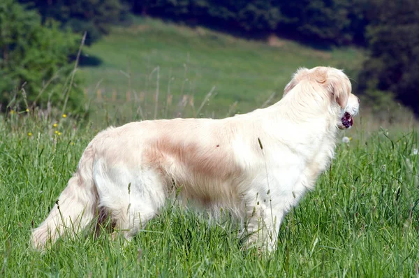 Golden Retriever Sur Meadow — Photo