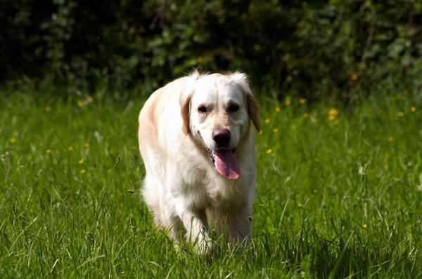 Golden Retriever Grasveld — Stockfoto