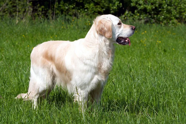 Golden Retriever Grasveld — Stockfoto