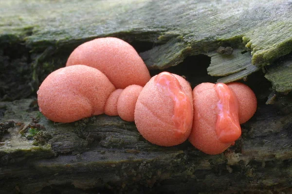 Culture Champignons Dans Forêt Fond Nature — Photo