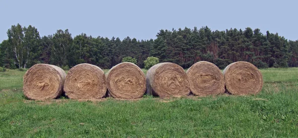 Agriculture Field Harvest Straw Bales — Stock Photo, Image