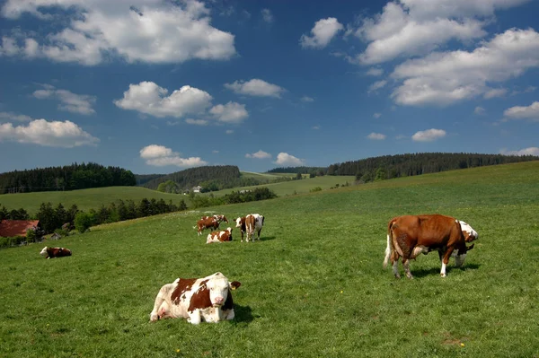 Zemědělský Potravinářský Průmysl — Stock fotografie