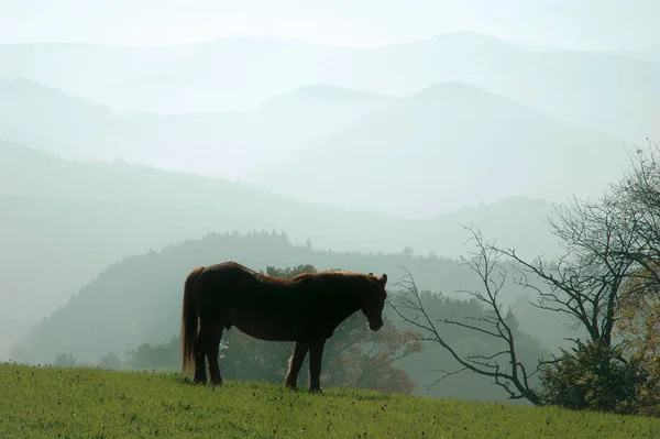 山の牧草地で馬が — ストック写真