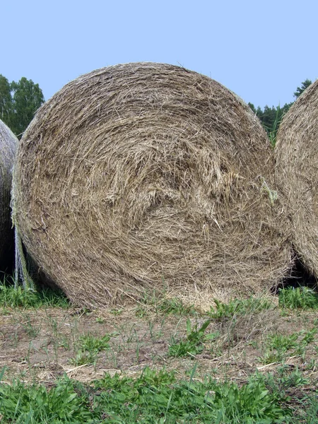 agriculture field harvest, Straw bales