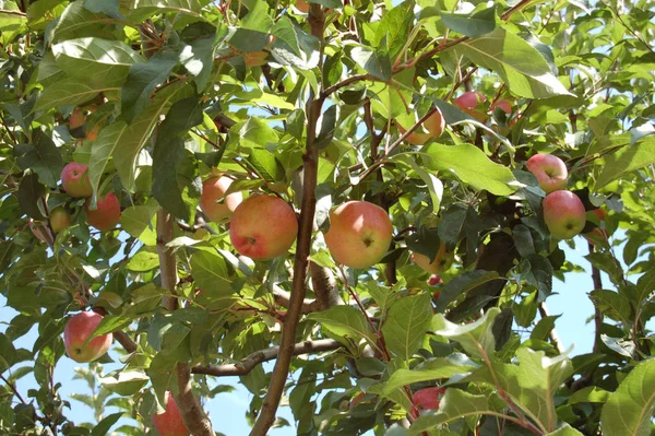 Μήλα Στο Δέντρο — Φωτογραφία Αρχείου