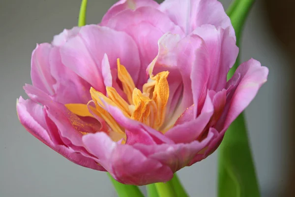 自然のチューリップの花の美しい景色 — ストック写真