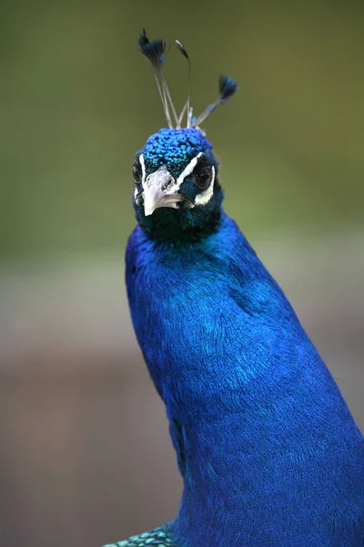 Peacock Bird Feathers Fauna — Stock Photo, Image