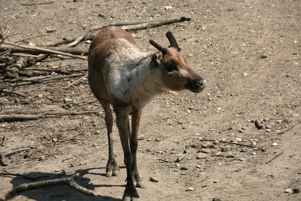 Naturaleza Vida Silvestre Los Ciervos Animales Fauna —  Fotos de Stock