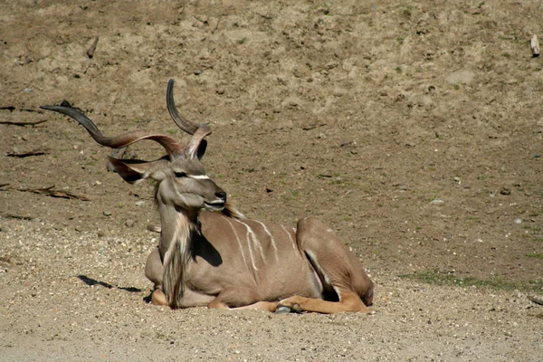 Kudu Antelope Zwierzęta Dzika Przyroda Przyroda — Zdjęcie stockowe