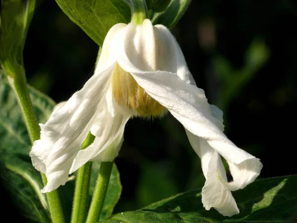 Schöne Blühende Blumen Natur Hintergrund — Stockfoto