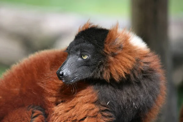 Estes Lêmures Raros São Apenas Ainda Madagascar — Fotografia de Stock